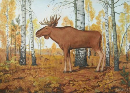 Рисунки лесных животный