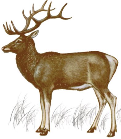 Лесные животные Башкирии