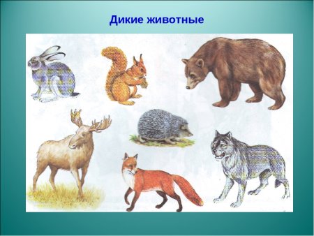 Мир заповедной природы рисунки