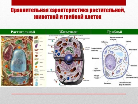 Сравнить строение клетки растений и клетки бактерий