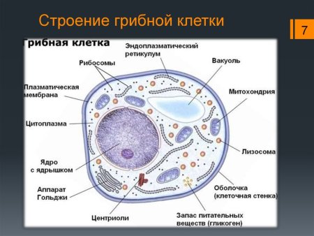 Строение эукариотической клетки грибов