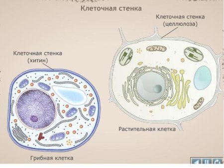 Строение грибной клетки под микроскопом