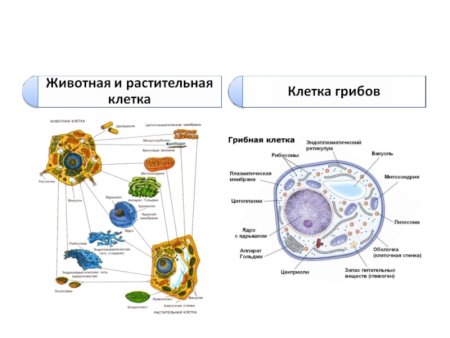 Подпишите органоиды растительной клетки гриба