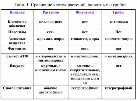 Сравнение животной растительной грибной и бактериальной клетки