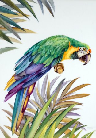 Попугай акварелью