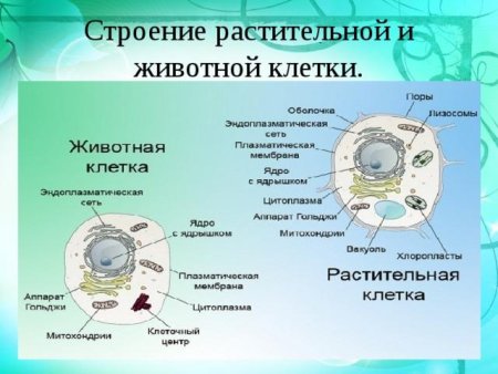 Сравнение клетки животного и клетки растения 5 класс