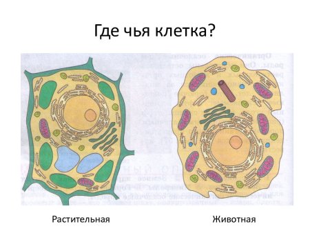 Строение растительной клетки и животной клетки