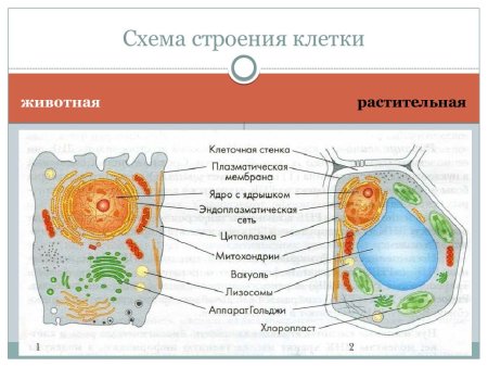 Схема строение животной клетки растений и клеток