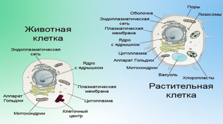 Строение живой и растительной клетки 5 класс биология