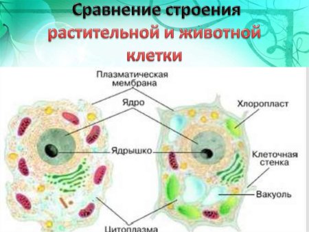 Сравнение строения растительной и животной клетки рисунок