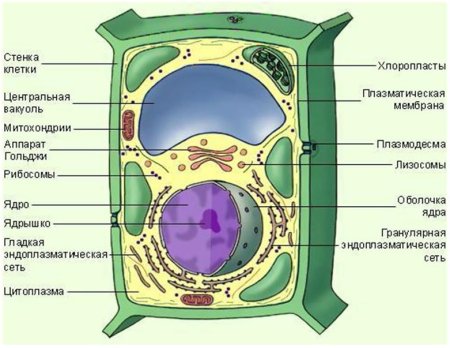 Строение эукариотической клетки растения