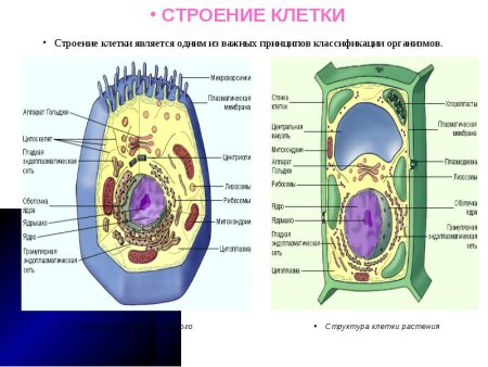 Строение растительной клетки 7 класс биология лабораторная