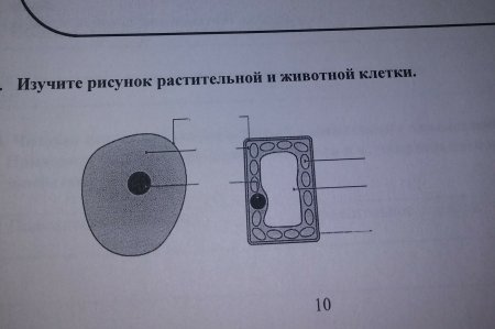 Строение растительной клетки