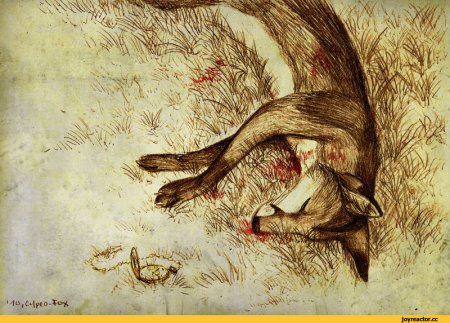 Culpeo Fox 2012