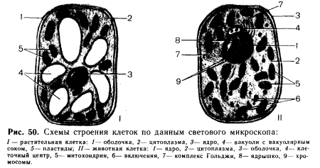 Схема строения животной клетки по данным электронного микроскопа