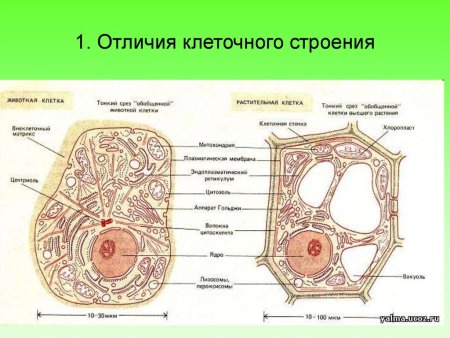 Строение животных и растительных клеток