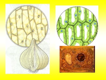 Клетки покровной ткани чешуи лука