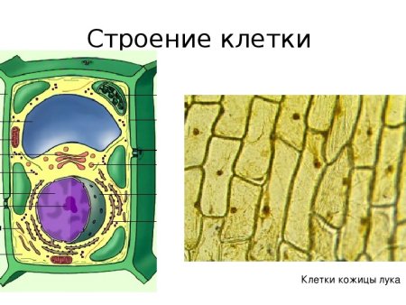 Растительная клетка клетки эпидермиса лука