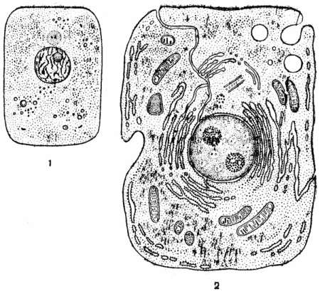 Строение растительной клетки под электронным микроскопом