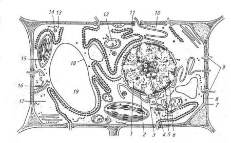 Схема строения растительной клетки электронная микроскопия