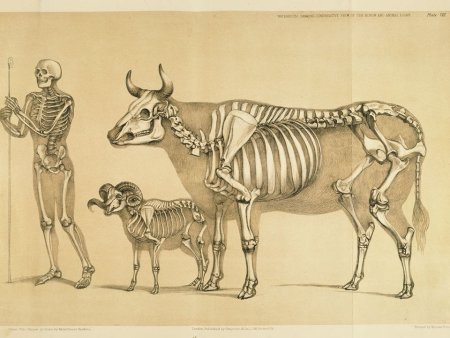 Сравнительная анатомия анатом