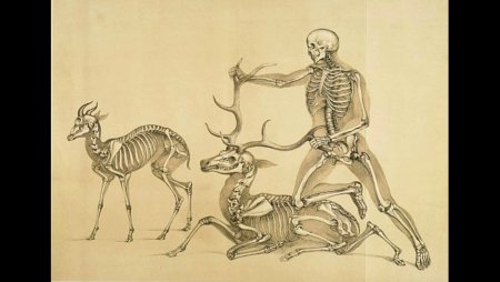 Скелет человека и животных