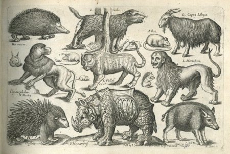 Старинные Гравюры животных