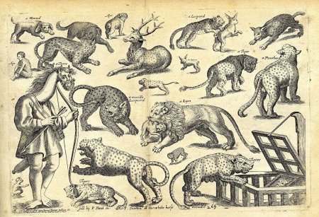 Средневековый Бестиарий Гравюры