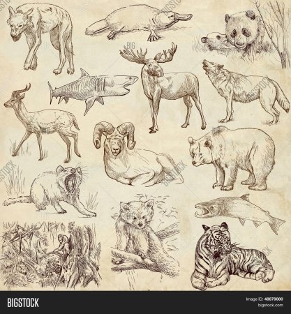 Рисунки животных по коллекциям