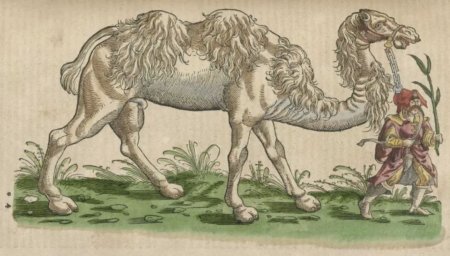 Конрада Геснера «история животных»