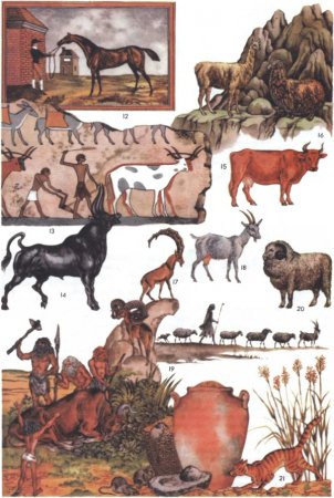 Происхождение домашних животных