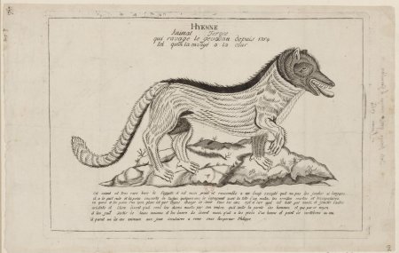 Чудовище из Жеводана скелет