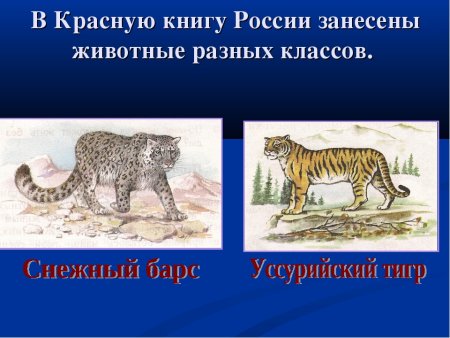 Красная книга России. Животные