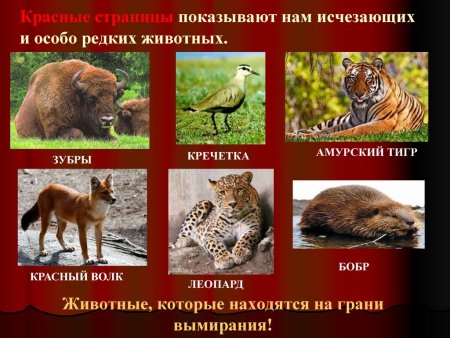 Какие животные занесены в красную книгу России