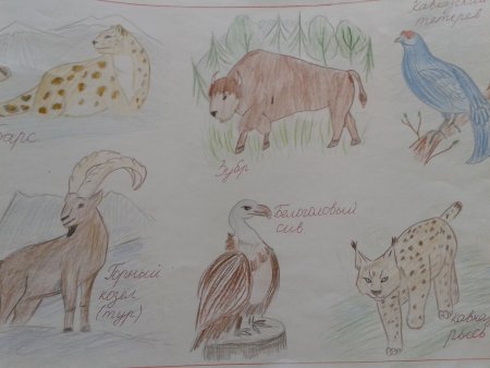 Красная книга раскраска
