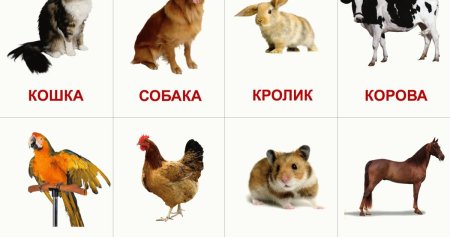 Карточки животных для детей