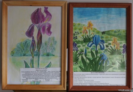 Растения и животные рисунок