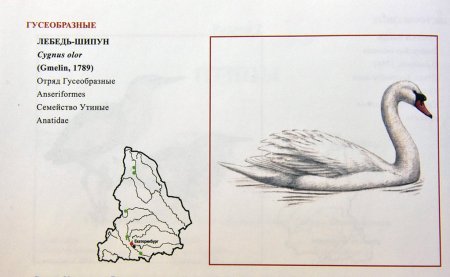 Растения Омской области занесенные в красную