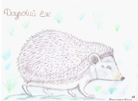 Животные красной книги рисовать