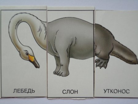 Рисунки животных с разными частями тела