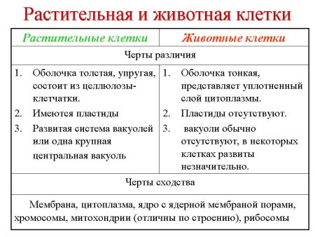 Строение растительной и животной клетки сходства и различия таблица