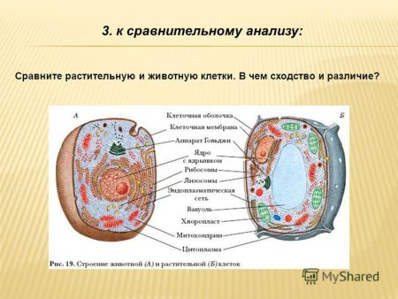 Строение клетки сравнение растительной и животной клетки