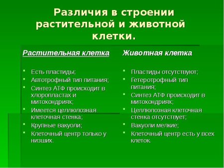 Отличия в строении растительной и животной клетки таблица