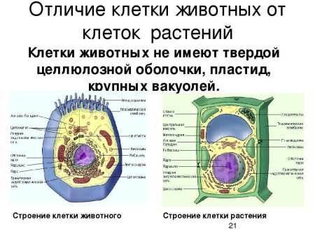 Отличия клетки животного и клетки растений