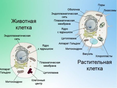 Строение органелл растительной клетки и животной