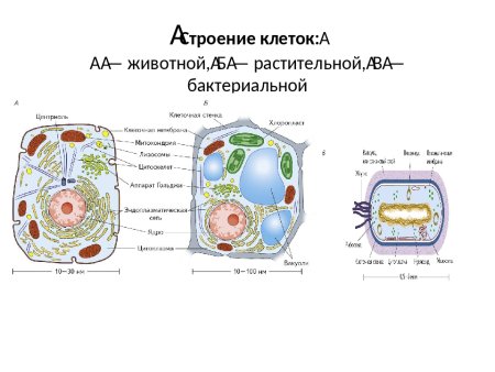 Животная клетка растительная клетка бактериальная клетка