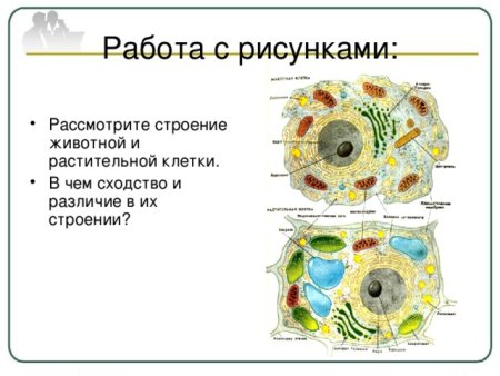 Строение животных и растительных клеток