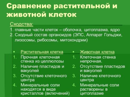 Сравнение строения растительной и животной клетки