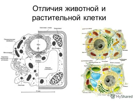 Строение клетки животного и растения отличия