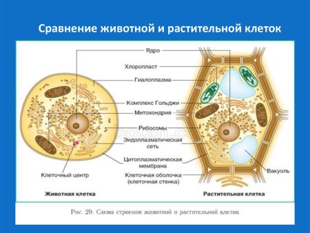 Клетка растений и клетка животных сравнение